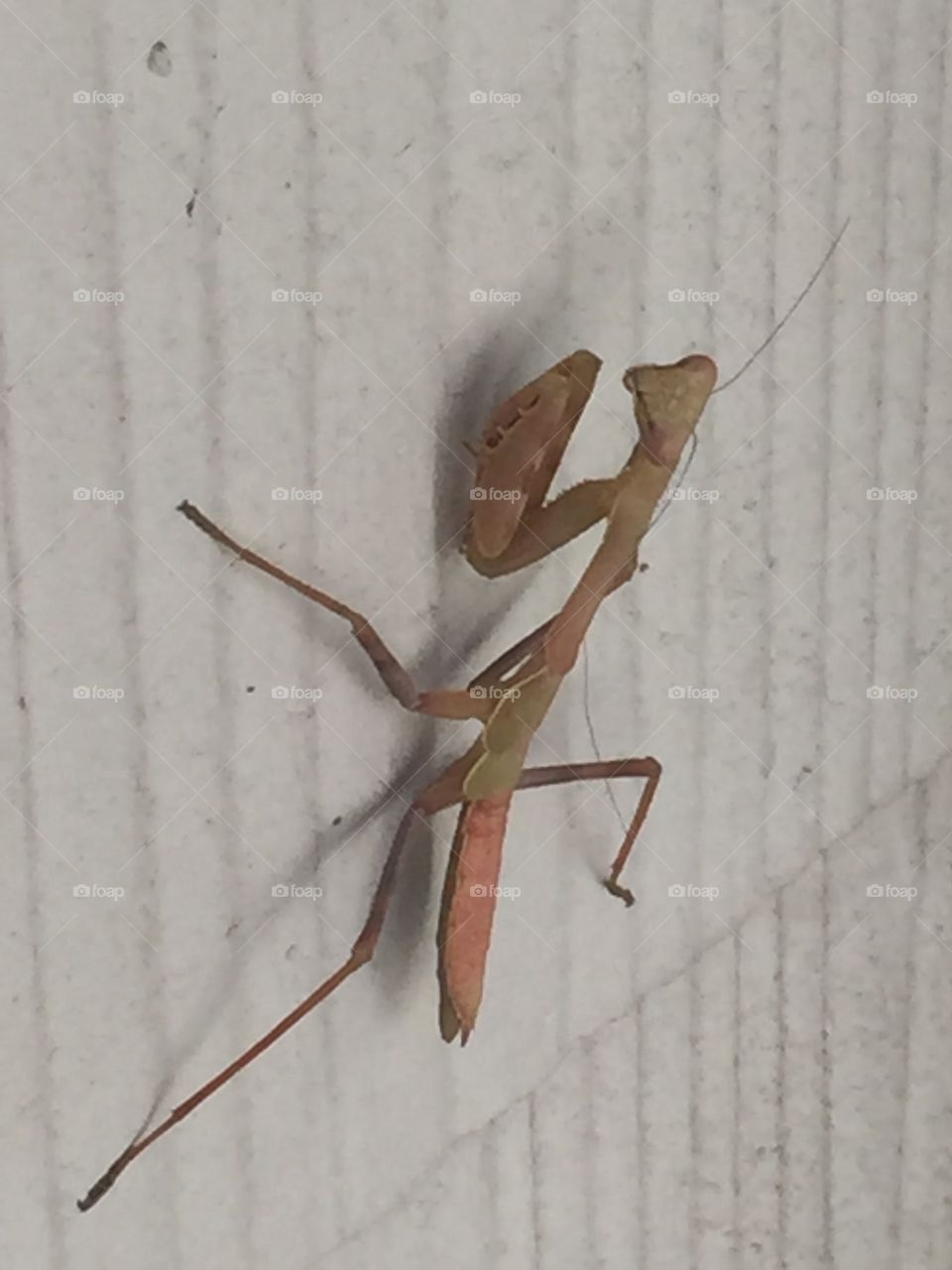 Preying mantis 