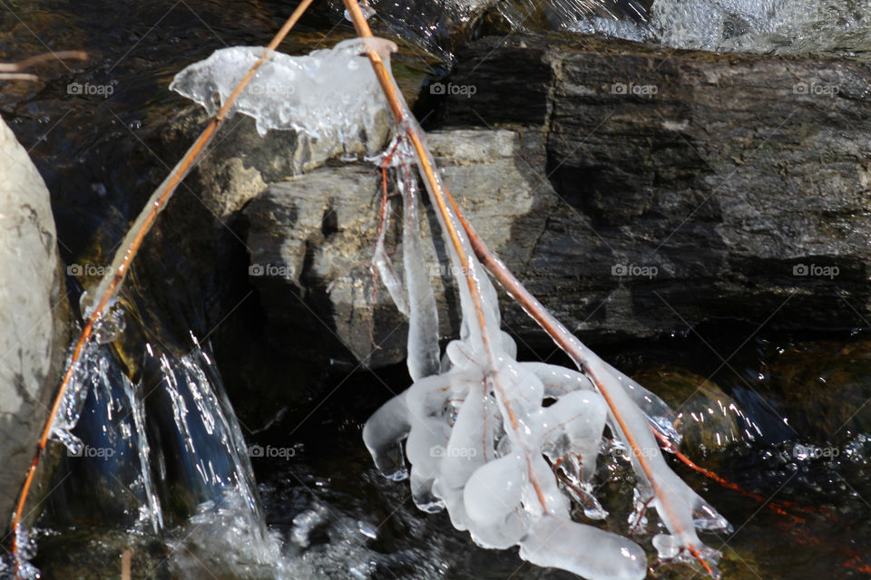 Ice on branch