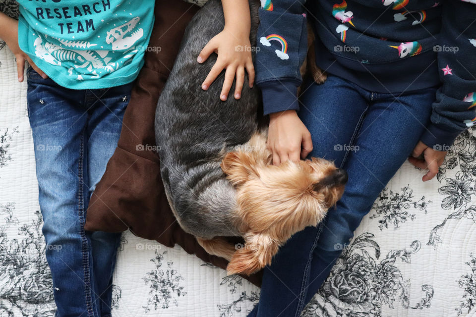 Yorkie enjoying the companionship of two girls