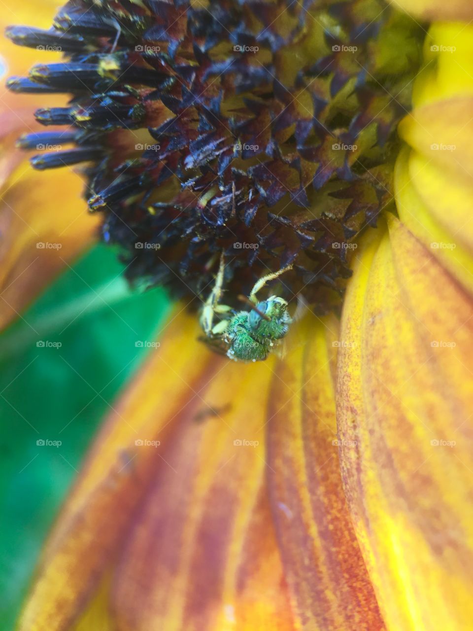 Extreme close up of a bee on flower