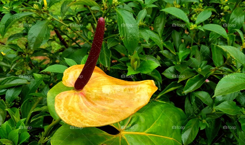 anthurium