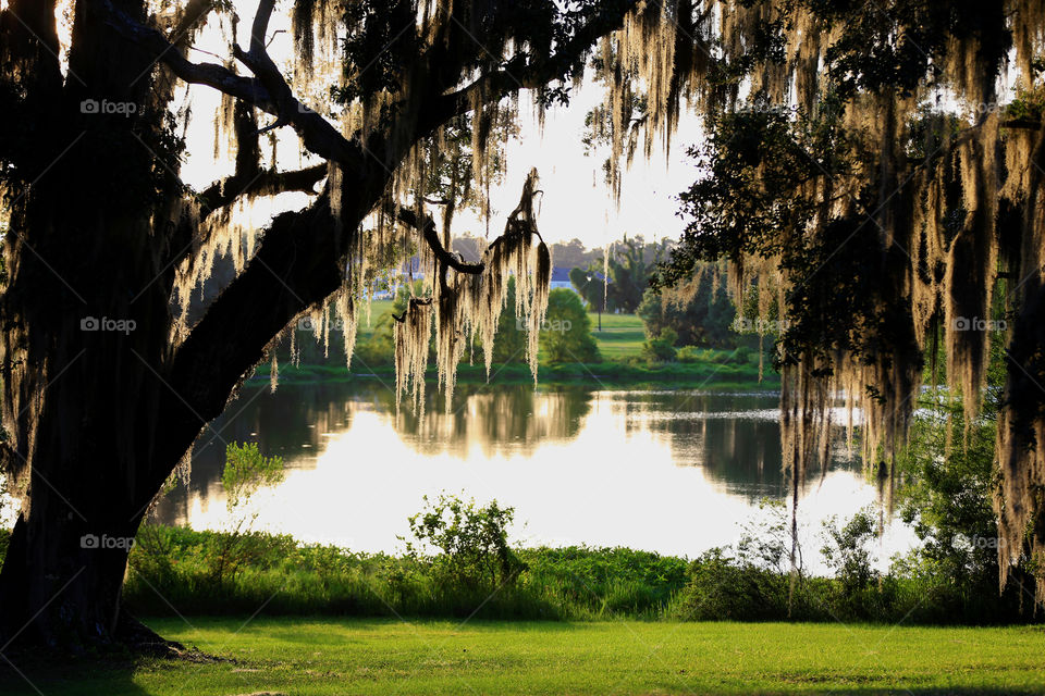 Trees near lake