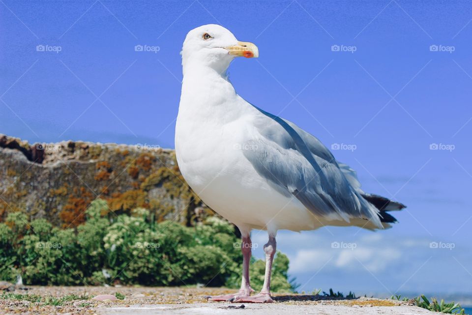 This photo was taken in Jersey Channel Islands UK. Seagulls there are pretty confident with people especially when they smell food (they fancy any type of food by the way), also there are alot of them everywhere in the island, nature is so magical! 