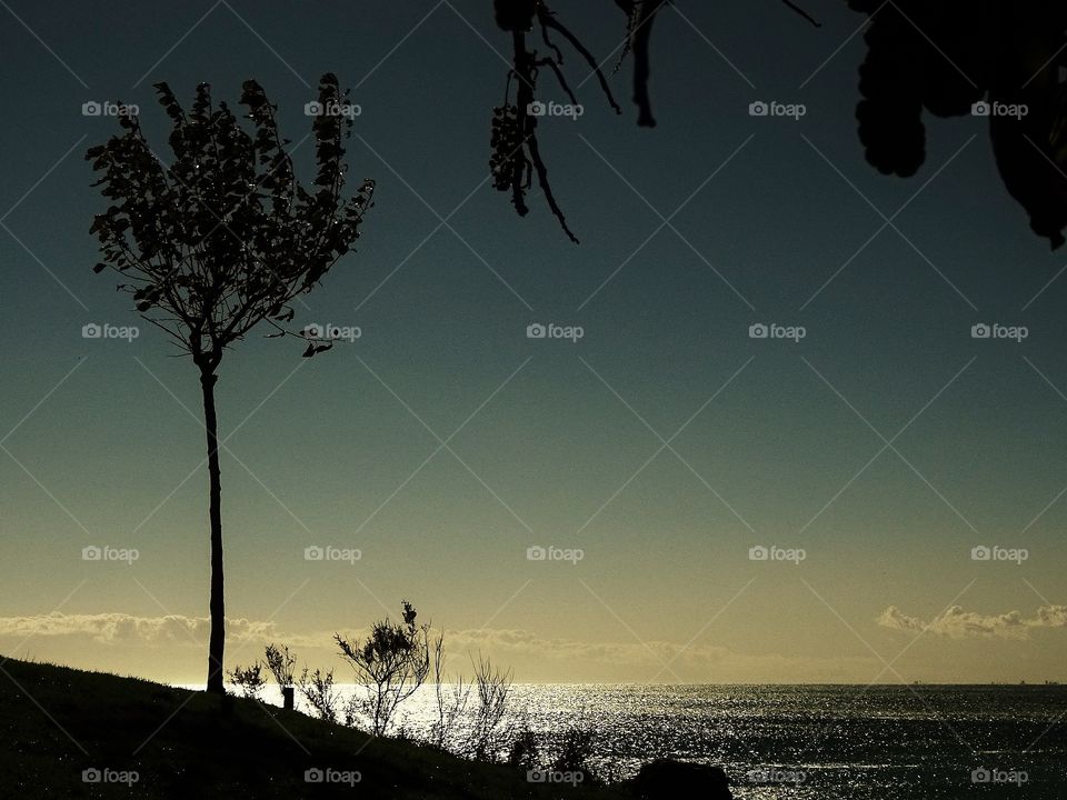 The relaxing shadows of nature