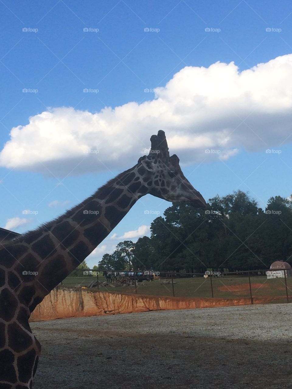 Giraffe at petting park 