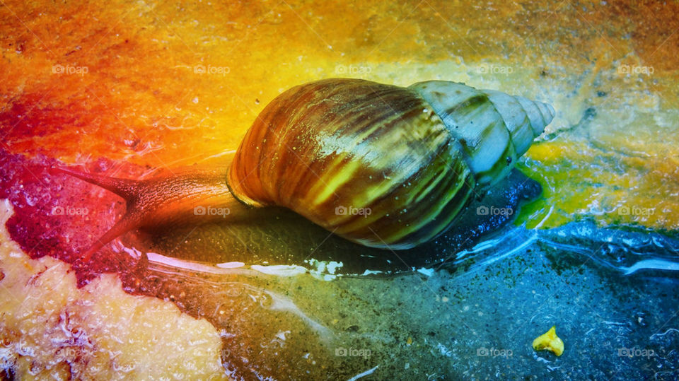 Colored snail