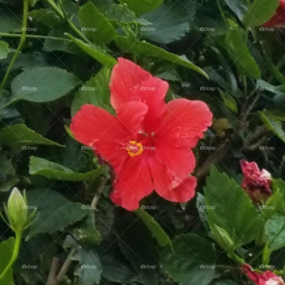 Hibiscus in Full Bloom!