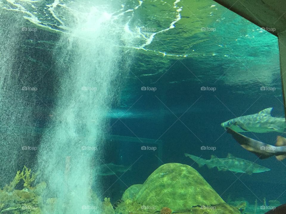 aquarium 