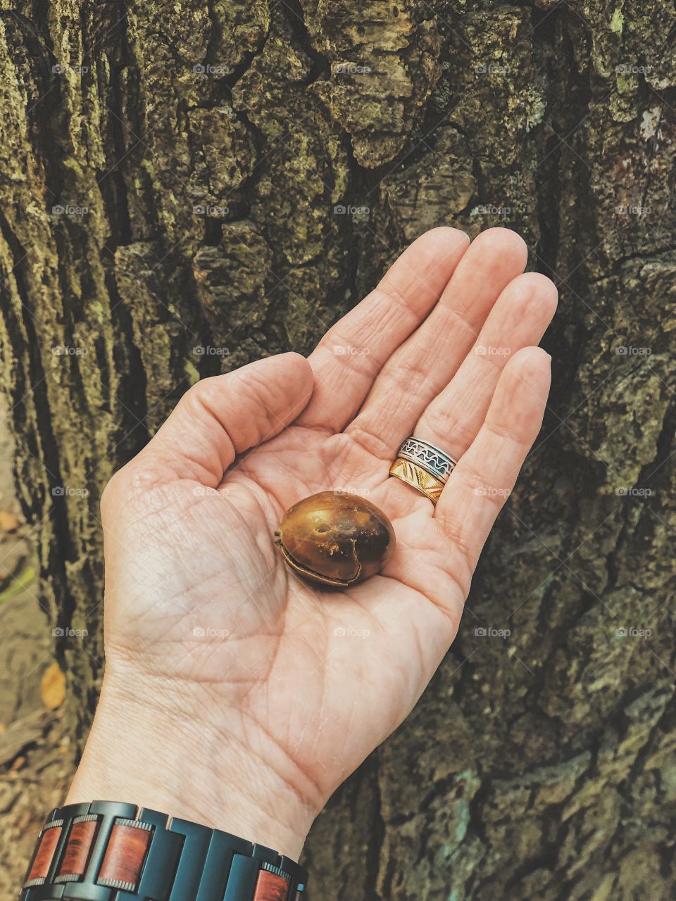 First Signs Of Autumn, Hand Holding An Acorn, Out In The Forest, Enjoying The Outdoors 