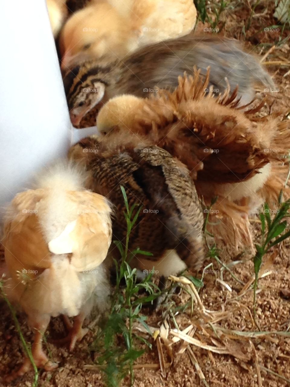 Guess what?  Chicken butt!. Back sides of chicks