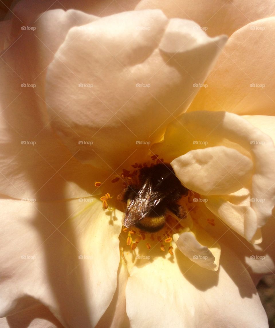 Bee on rose 