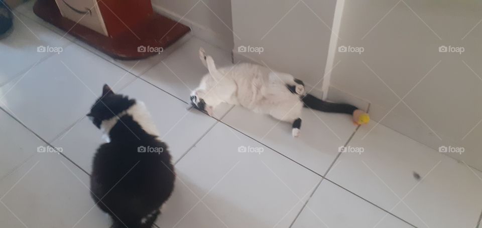 mãe e filha felinas interagindo