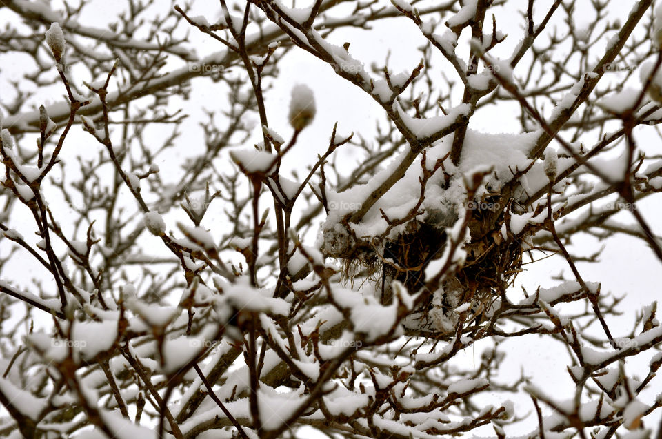 Tree, Nature, Branch, Winter, Desktop