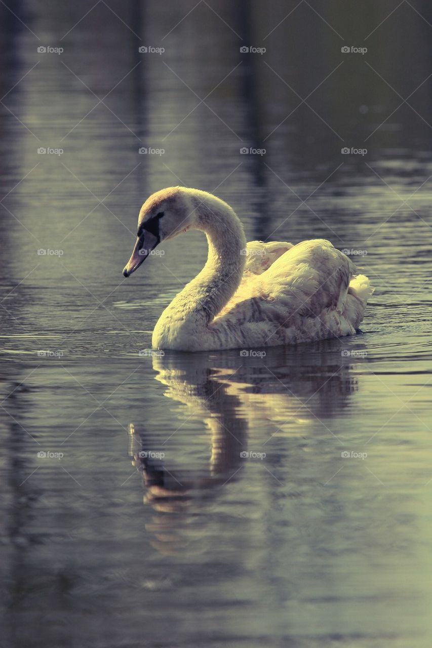 swan