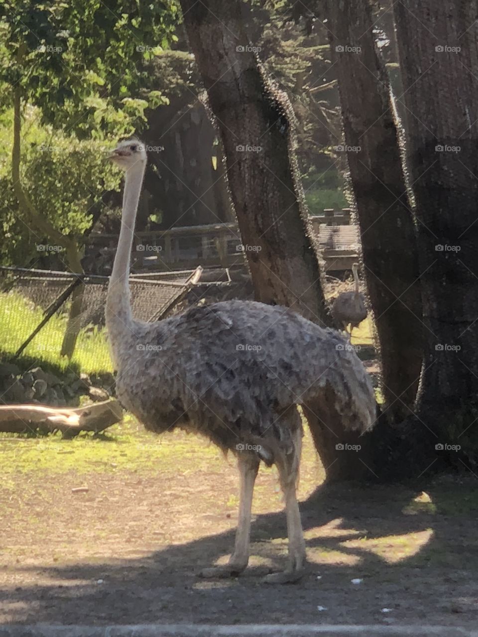 Ostrich 