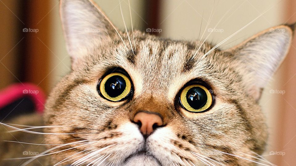 Close-up cat