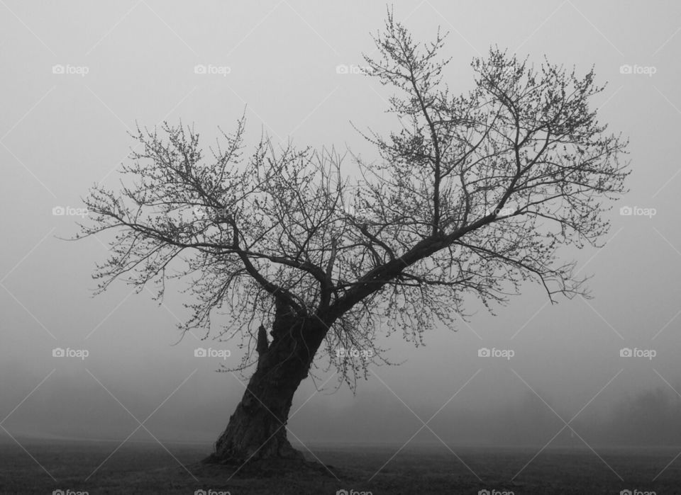 Fog Tree