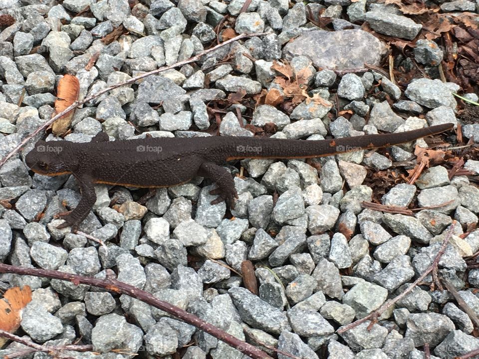 Rough-skinned newt