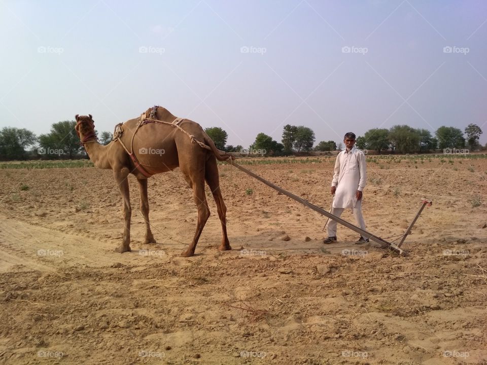 Camel on farm