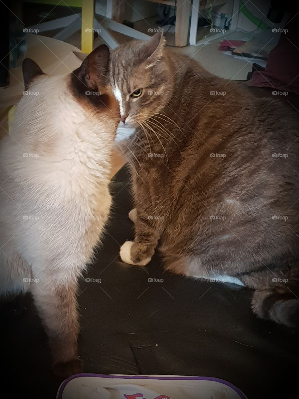 Cats looking mad at each other
