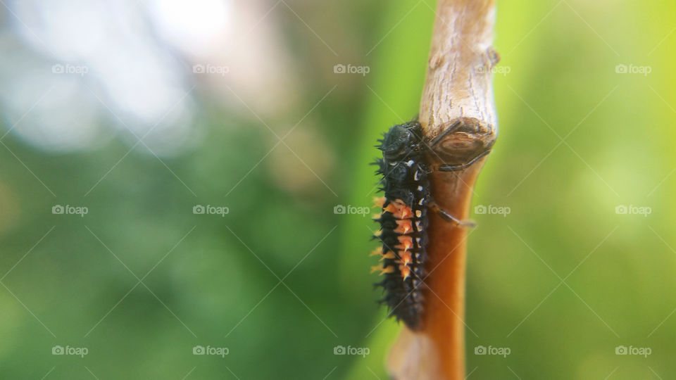 Ladybug nymph larvae on branch