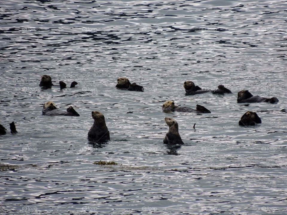 sea seals