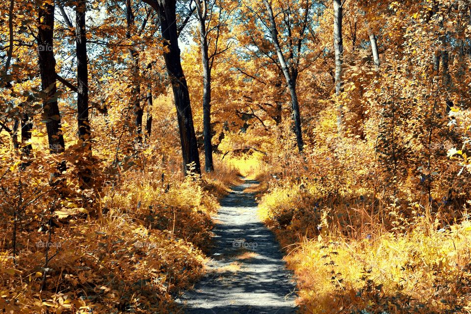 Autumn trees and footpath in forest