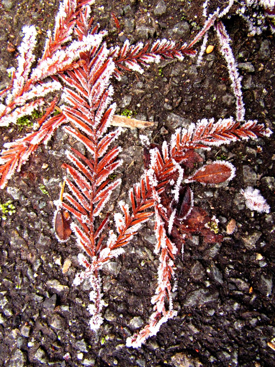 on a cold and frosty day