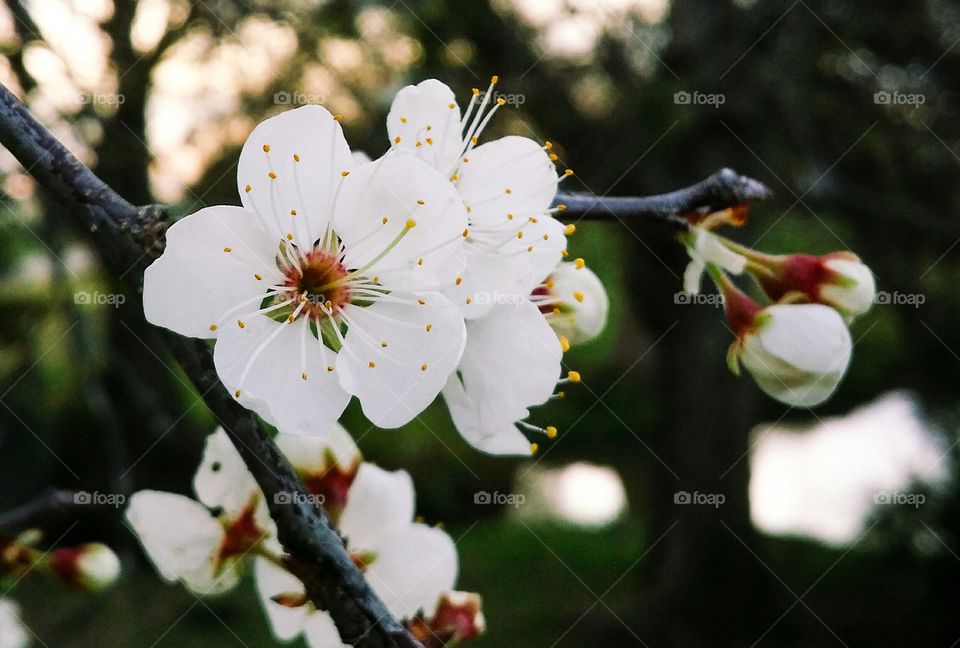 Mexican plum blossom