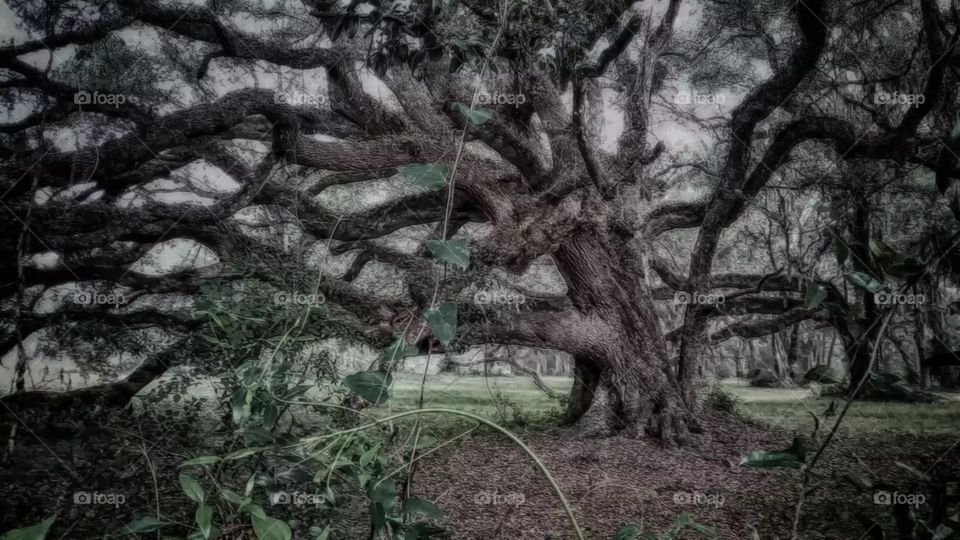 Sinister tree