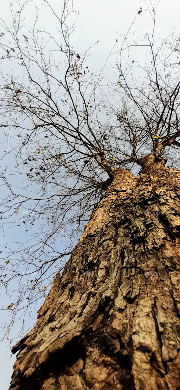 tree