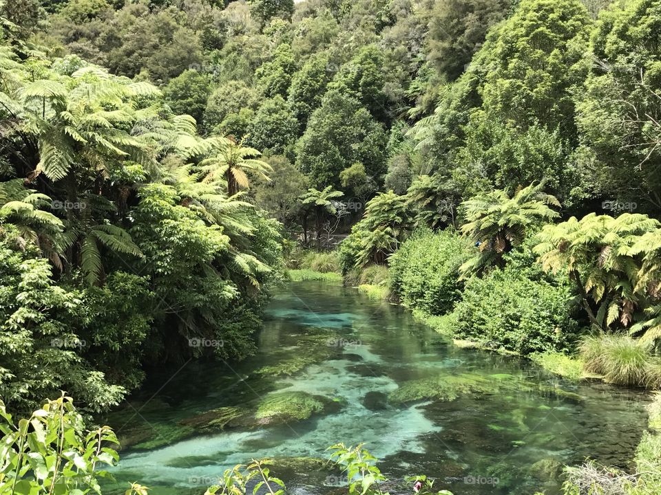 Blue spring, New Zealand, January 2017