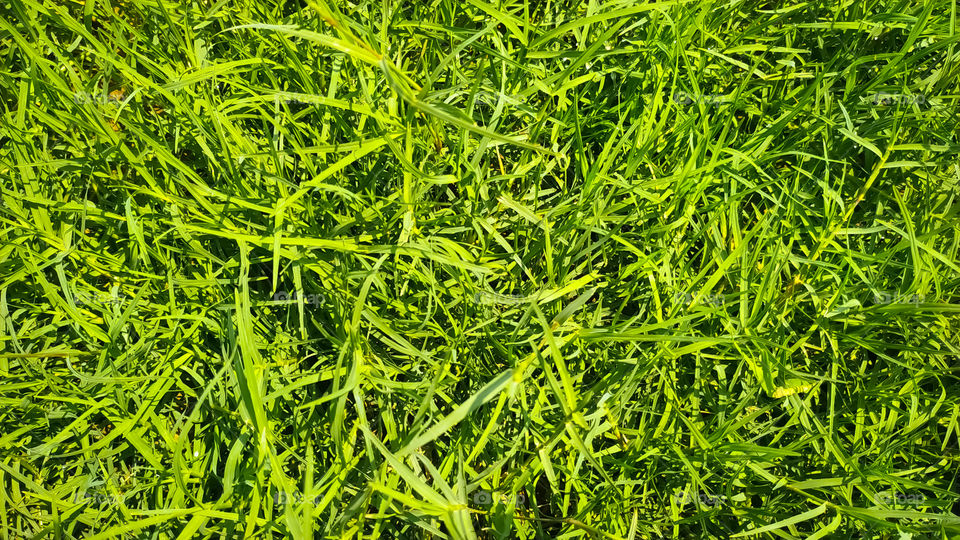 Green grass pattern and texture for background. Close-up image.