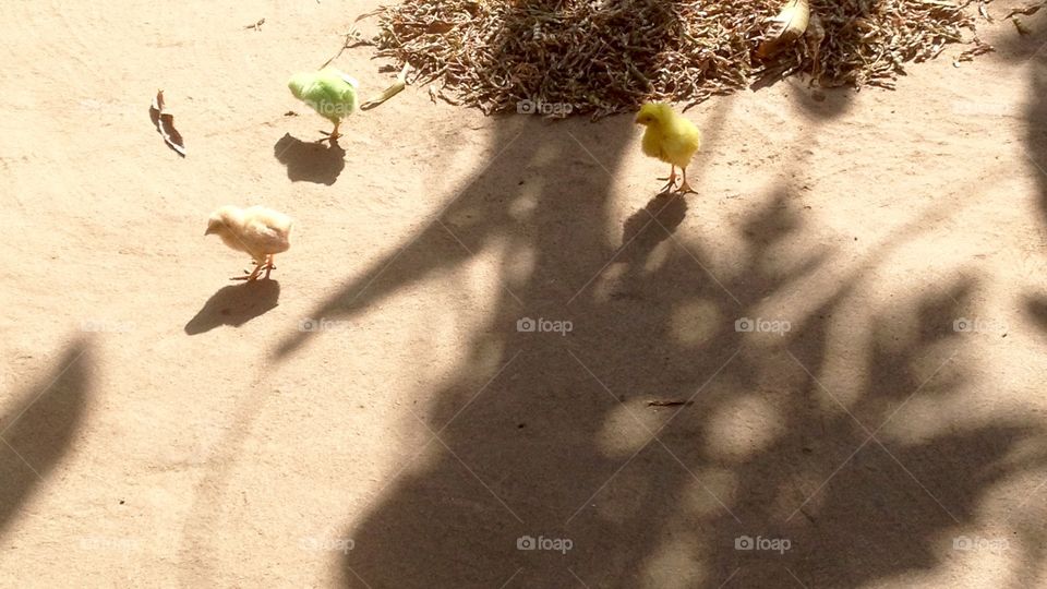 There are 3birds which is available in 3 different colours but this 3 bird's mother is only 1 .This image in 3hens and some shadow will available.This 3 birdsin one female and 2mail . They are brothers and sisters . They are traveling in villages