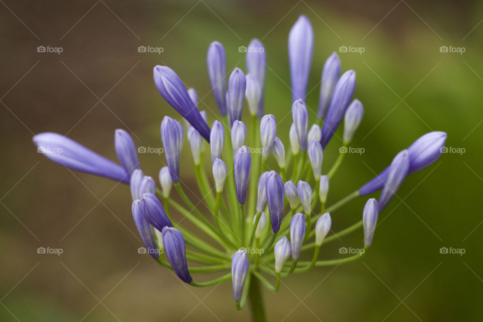 Close-up of purple flowers