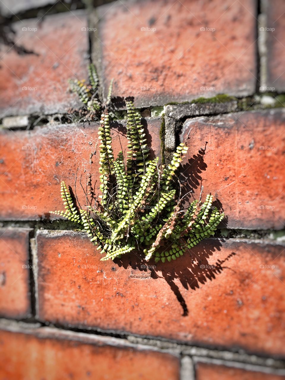 Wall Plant