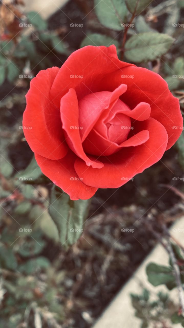 Rose Knockout bright Red. Long Stem