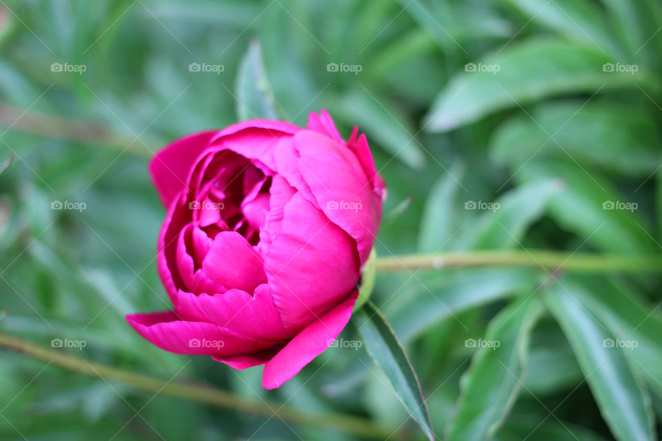 Peony, peonies, roses, pink, red, white, flowers, bouquet, summer, sun, nature. Landscape, still-life, village, flowerbed, plant, vegetation, grass, decor, fluffy, fluffy flowers, bulk flowers, plush flowers, petals, buds, leaves