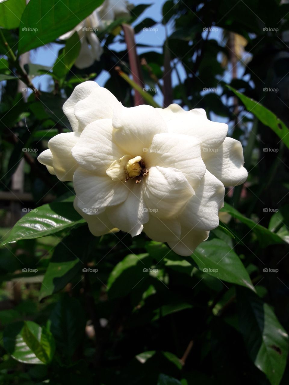 Gardenia blooming flower, white colour flower with green leaf.