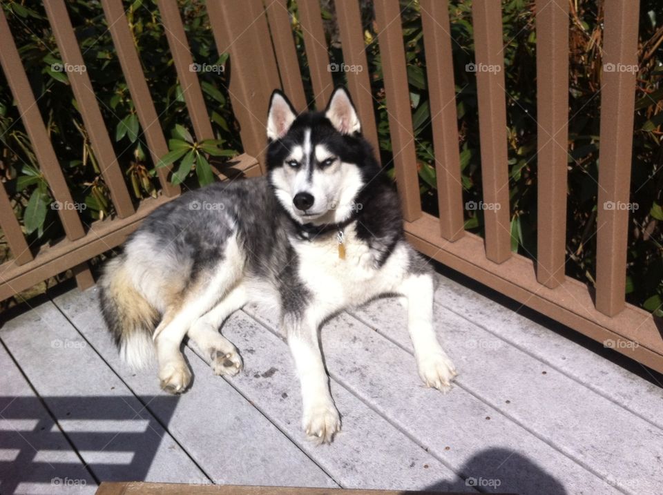 Close-up of husky lying on floor