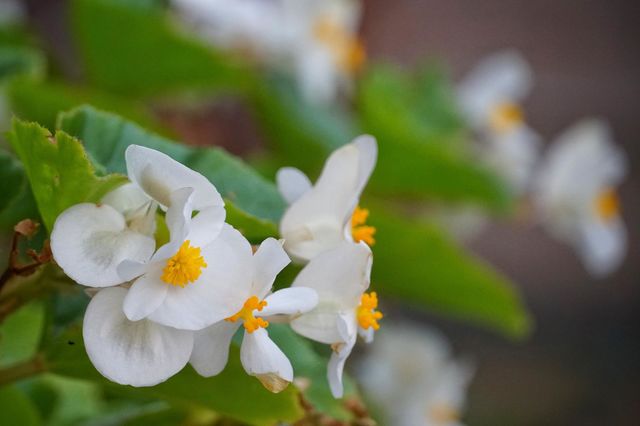White flower 
