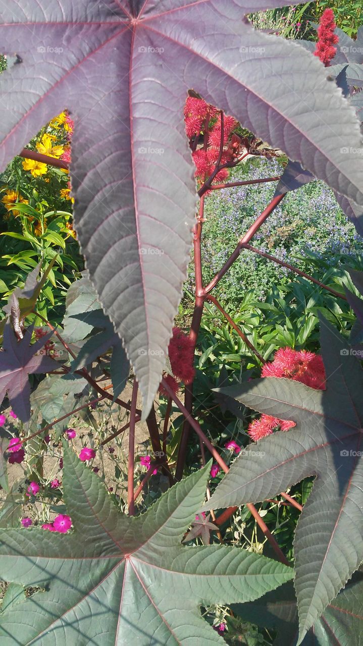 Leaf, Flora, Flower, No Person, Nature