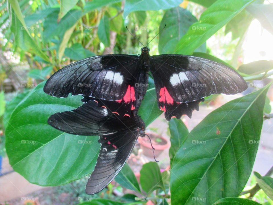 Ruby Swallowtail Butterfly