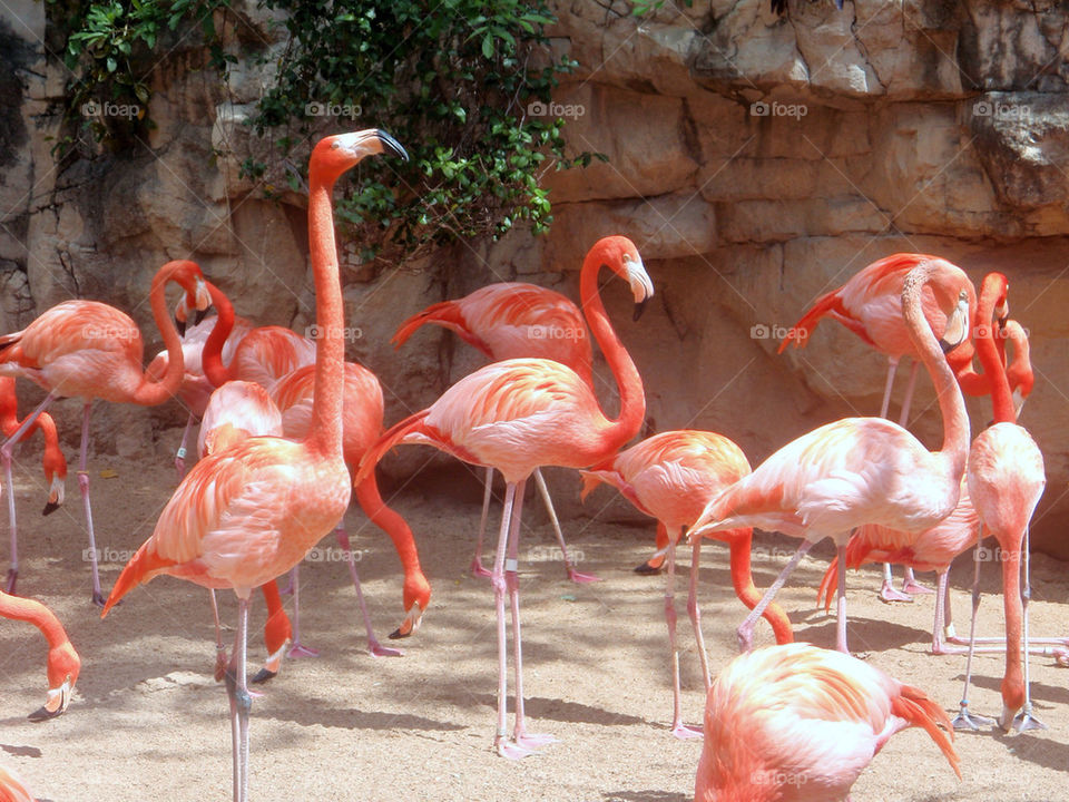 pink birds bird flamingo by carinafox5