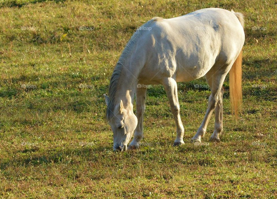 White Egyptian Arabian Horse Grazing 