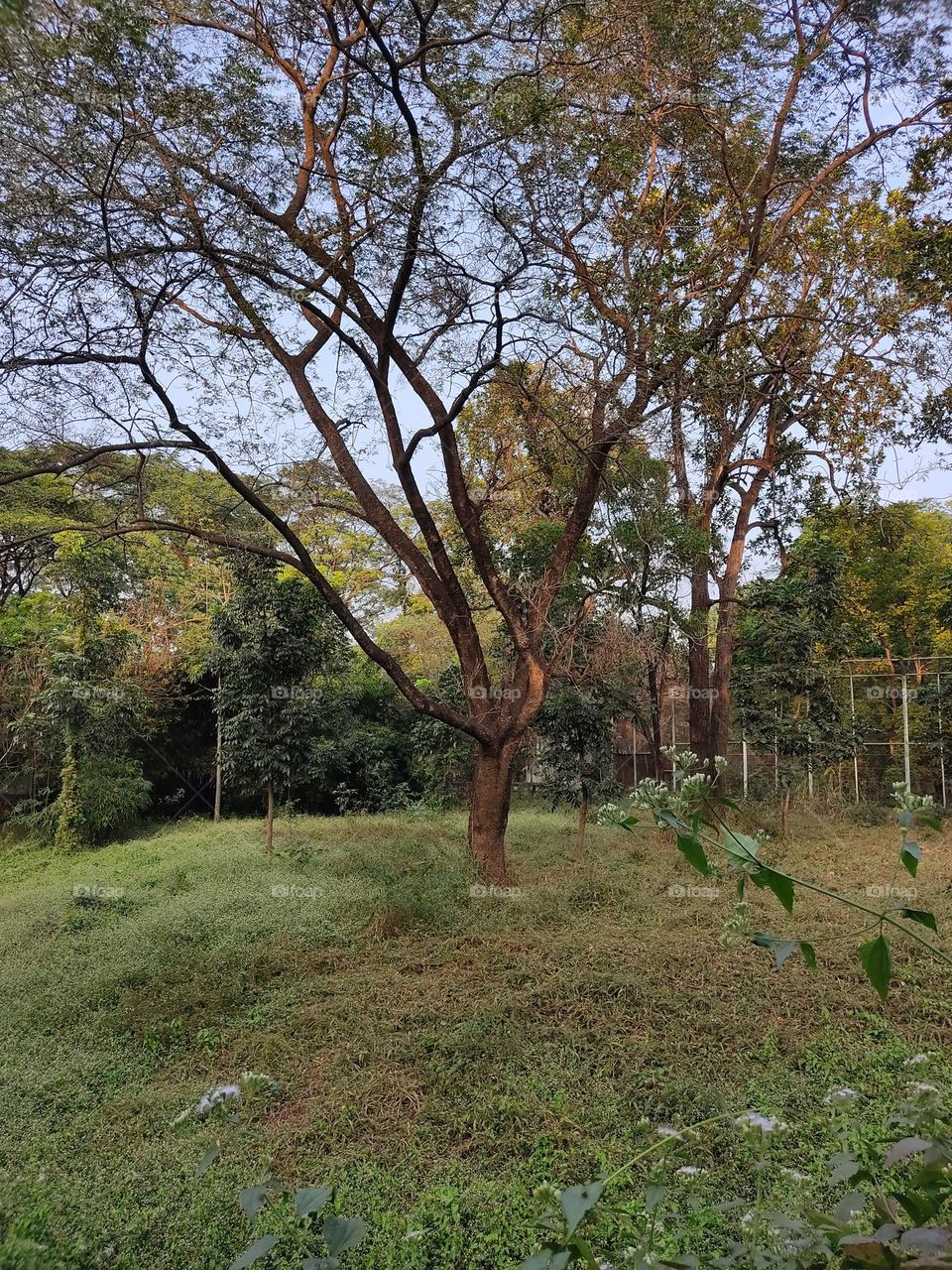 Beautiful😍 tree🌳 photo📸
