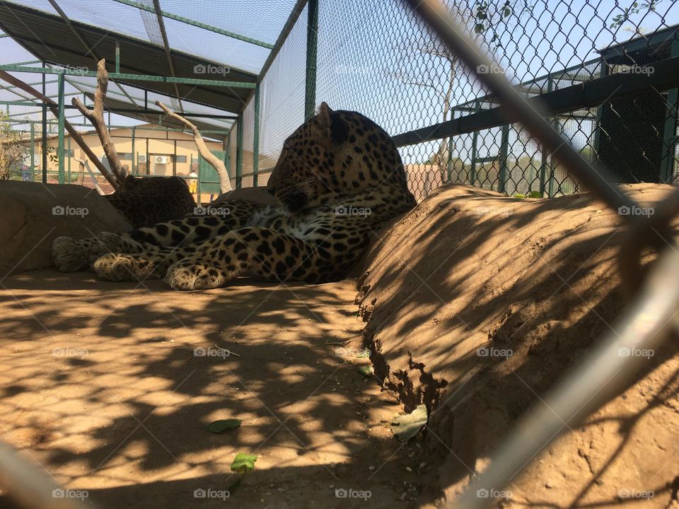 Caged animal: Leopard chilling on a hot day