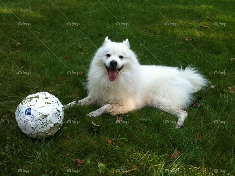  American Eskimo beautiful smiling dog. Traveling the world with his family and loving it!