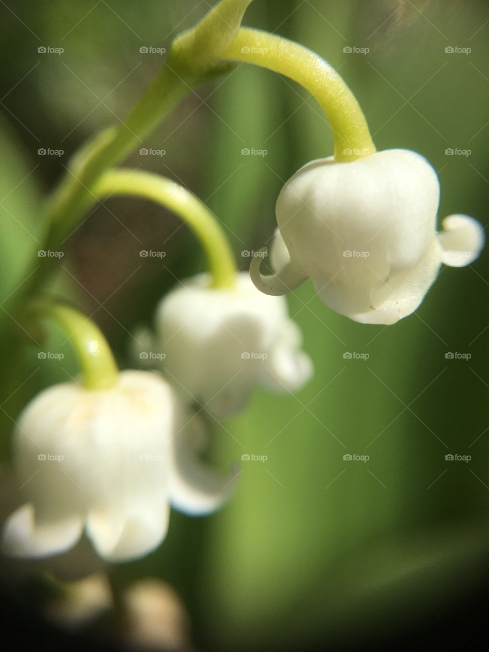 Lily of The Valley closeup