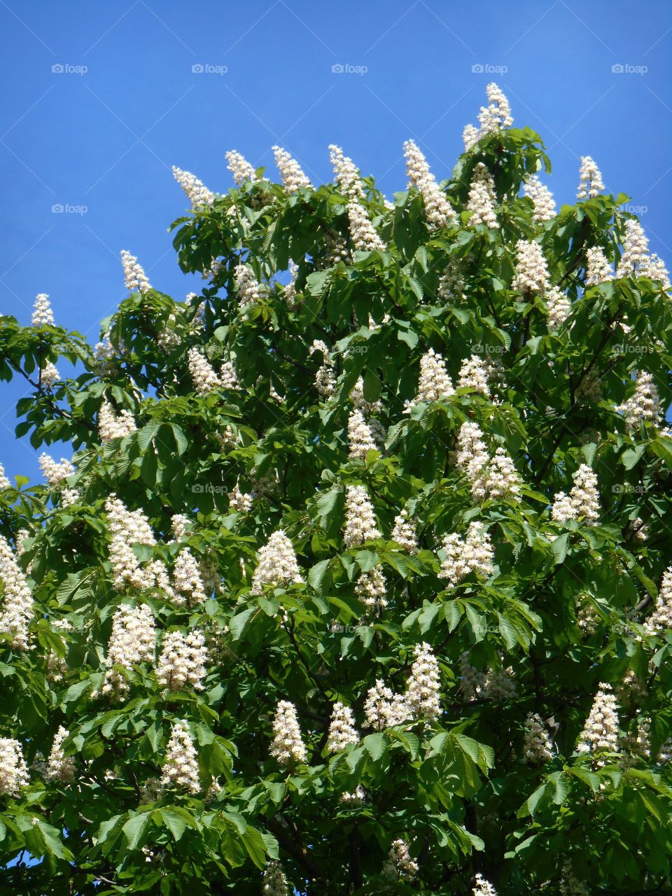 Tree, Flora, Flower, Nature, Garden